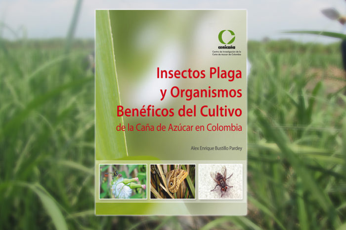 Pest Insects and Charities of Sugarcane Cultivation in Colombia