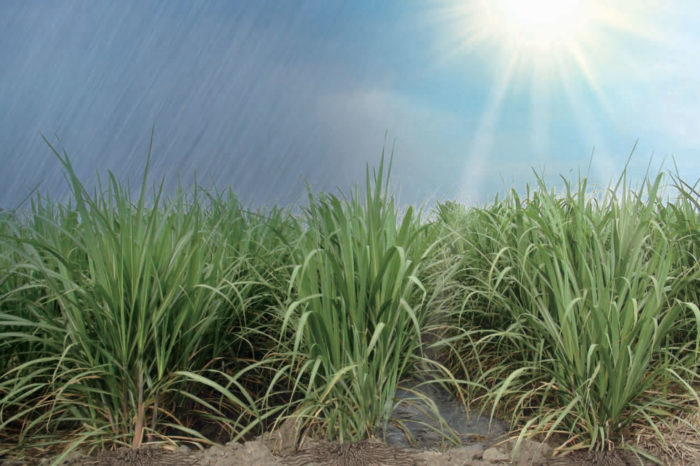 Prioritized water balance for scheduling irrigation in sugar cane. Methodological guide
