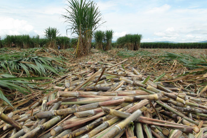 Sugarcane seedbeds