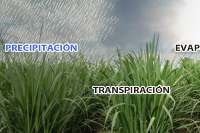 Irrigation programming systems