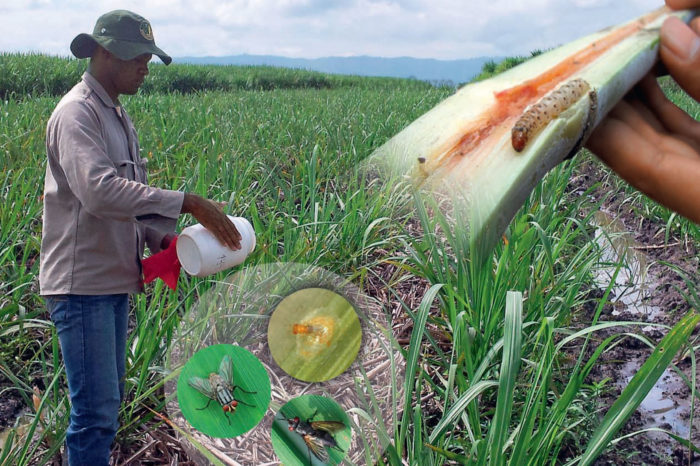 Assessment of damage to borers Diatraea spp. and its control. Methodological guide