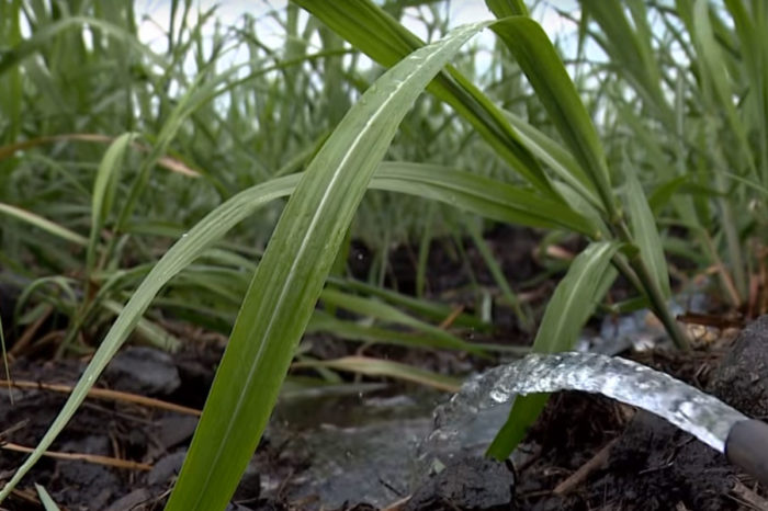 'Cuentos Verdes' nos muestra las ventajas de usar el riego con caudal reducido