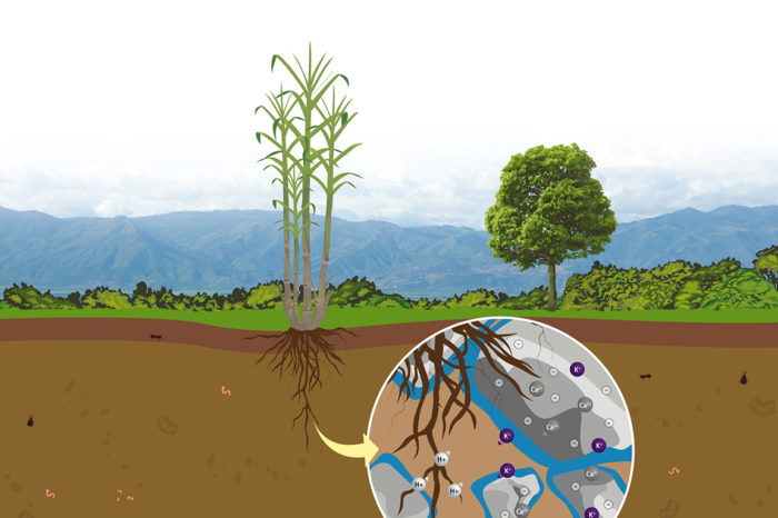 Basic concepts of the soil and its fertility for the nutrition of sugar cane