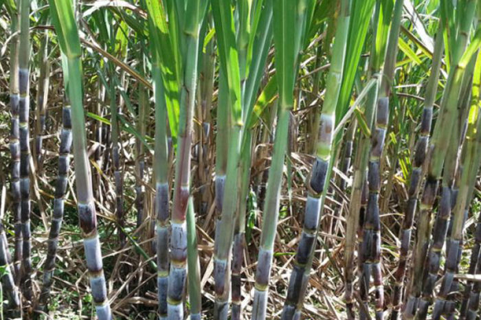 The varieties of panelera cane that have reduced the impact of diseases in the Hoya del Río Suárez