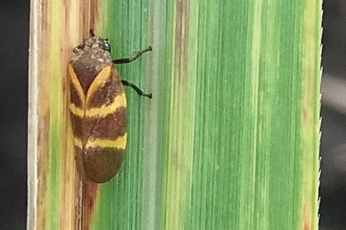 Management of spittlebug populations Aeneolamia varia