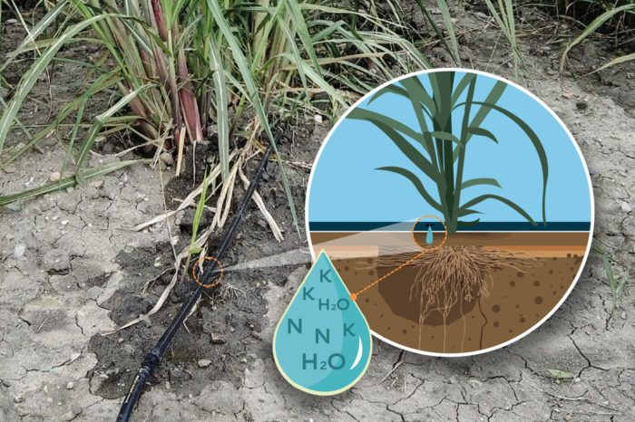 Drip irrigation in the cultivation of sugarcane