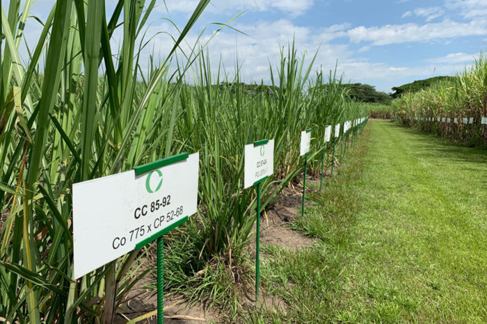 Productivity of varieties to December 2018