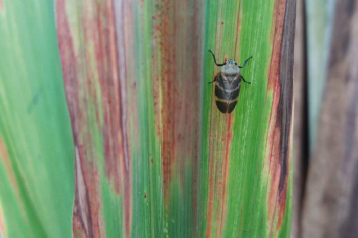 Cenicaña warns about propagation of plague in sugarcane crops