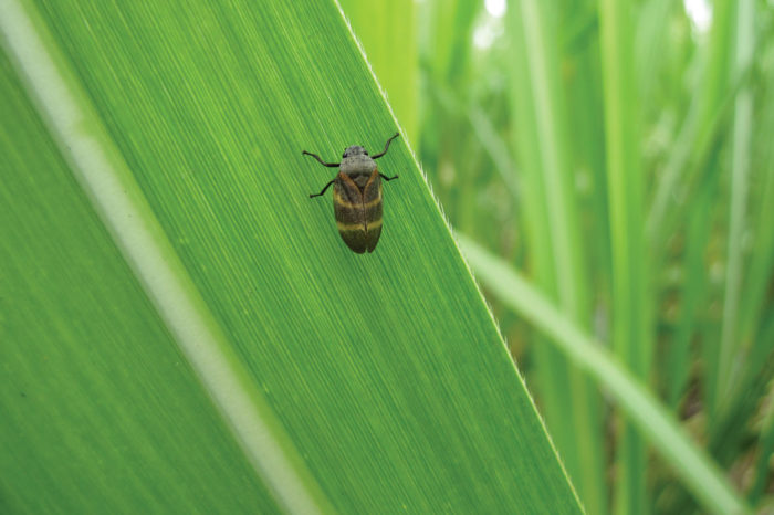 Spittlebug attack spreads in the Cauca river valley