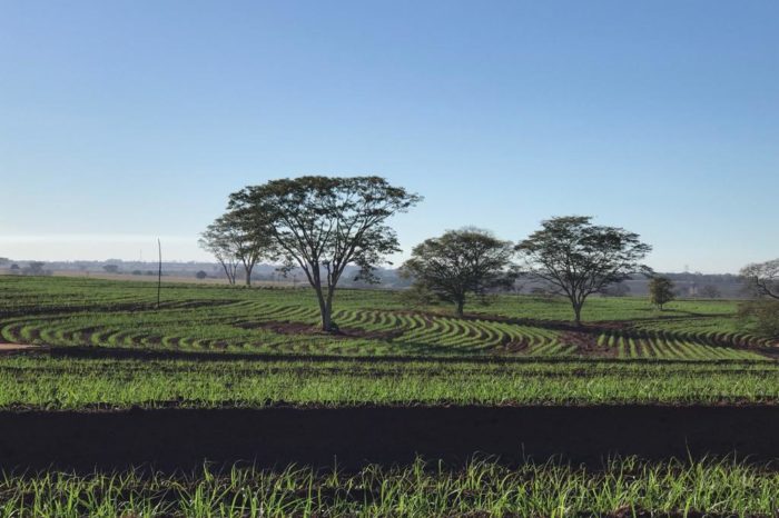 Manuelita, the first ethanol producer in Brazil to obtain RenovaBio certification at 100% of the cultivated area