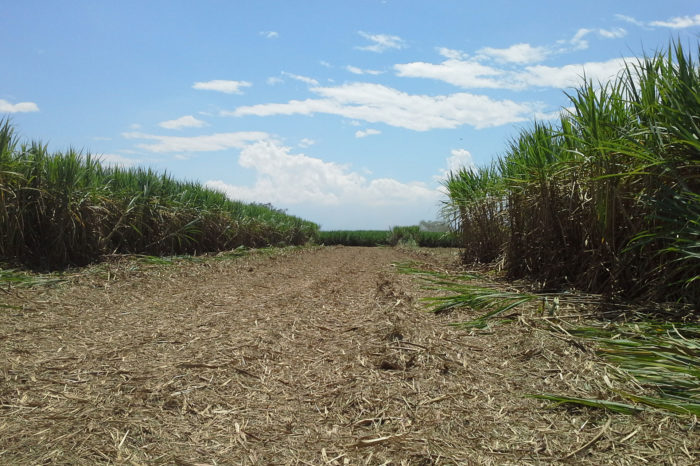 The Valle del Cauca gets more 'juice' from the cane industry