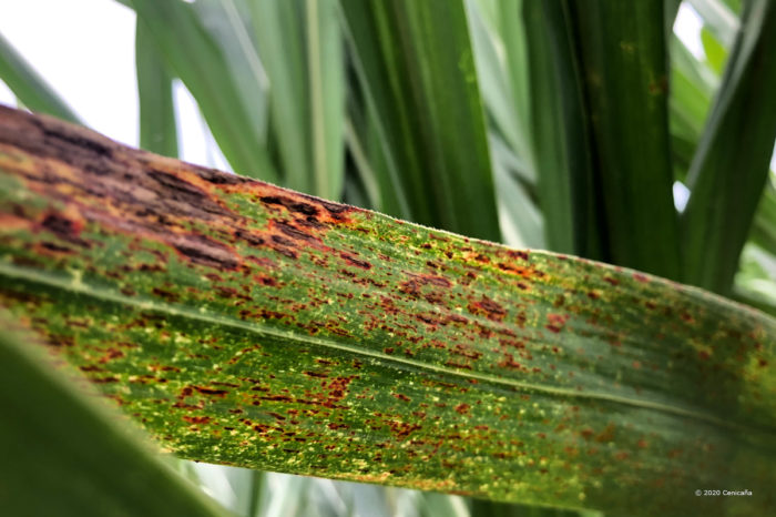 Orange rust from sugar cane in Colombia. Management strategies, Apr 29, 2020