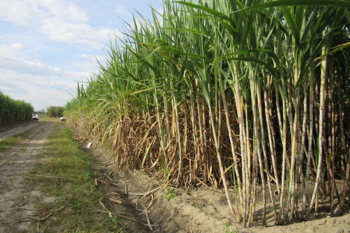 The genome of the CC 01-1940 variety and its importance for the Colombian sugar industry, May 13, 2020