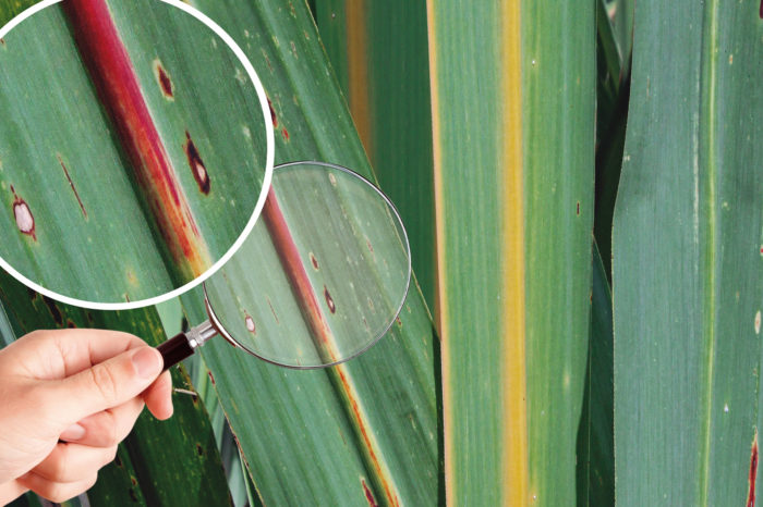 Recognition of diseases of sugar cane in Colombia. Methodological guide