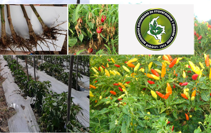 Obtaining cultivars of Capsicum spp. Resistant to Phytophthora capsici Leonian, Jun 26, 2020