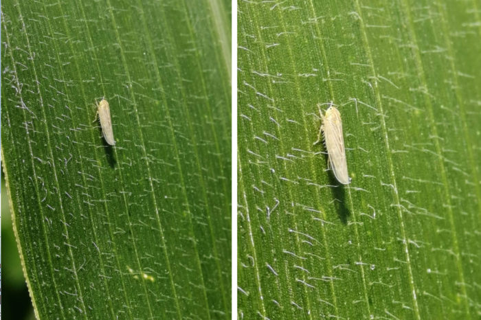 Pest that attacks corn crops in Valle del Cauca would not be associated with sugar cane