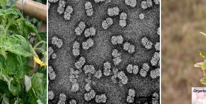 Genetic diversity of Begomovirus infecting cultivated plants and weeds in Brazil, Aug 28, 2020