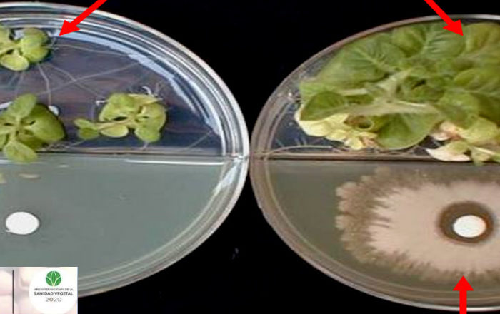 Current situation in the use of beneficial bacteria in crops, Nov 6, 2020