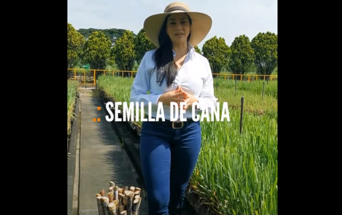 #Tips para agricultores | Semilla de caña. Cómo garantizar la calidad de la semilla, Renovación de variedades