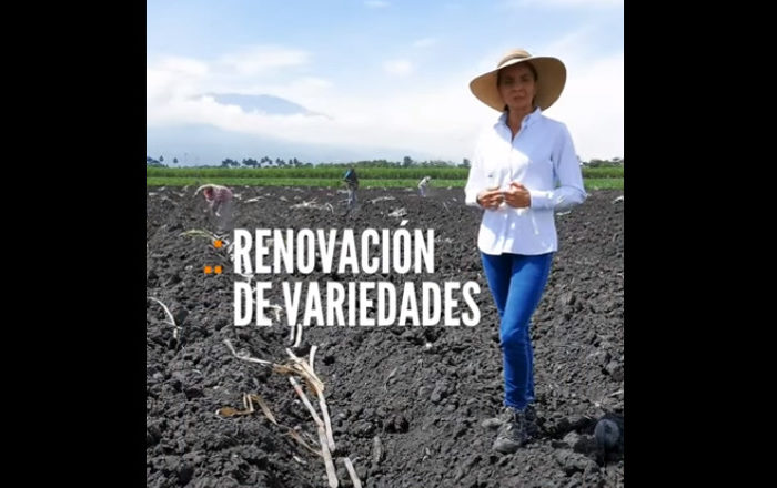 #Tips for farmers | Tips for the renewal of cane varieties, Renewal of varieties