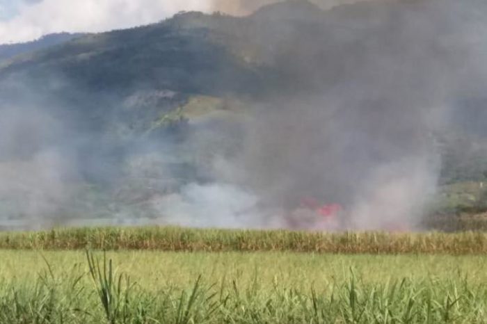 No more ash: cane burning area is halved in Valle