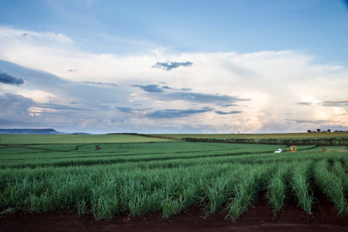 Required: Agricultural Engineer - Variety Adoption