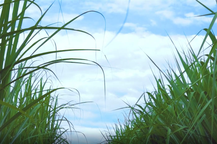 How is the Adoption and Multiplication of Varieties strategy progressing?