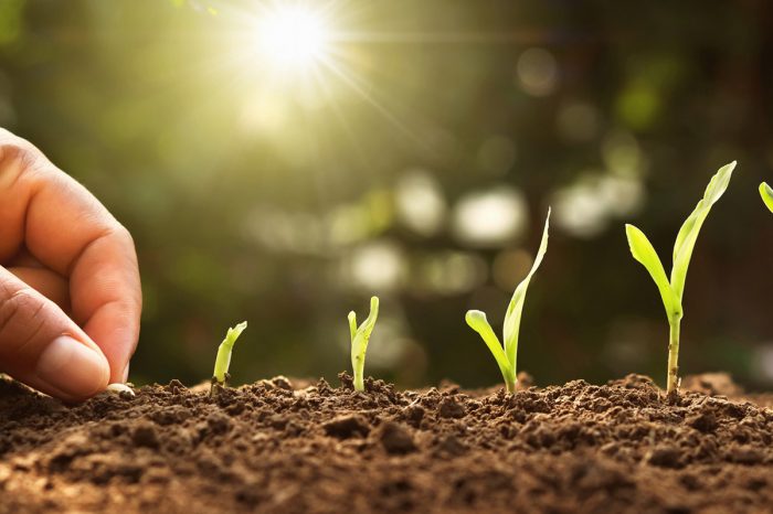 Se requiere: Director del Programa de Agronomía