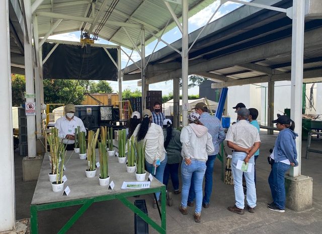 Professionals from the Jamundí Secretary of Agriculture are trained in cane production technologies for panela