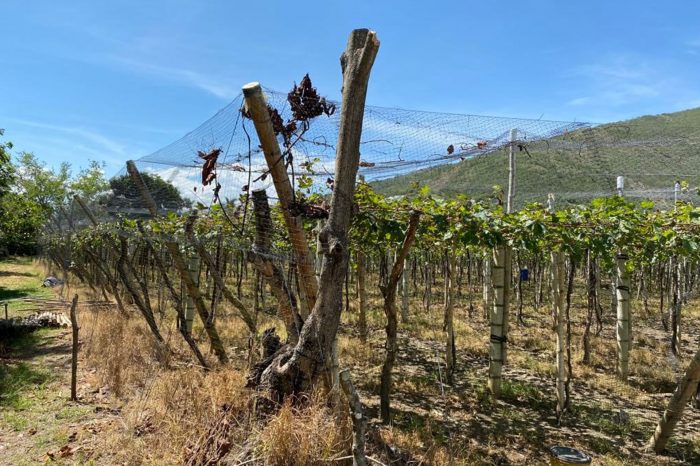 Regional agroclimatic bulletin, edition 06 | May-2022