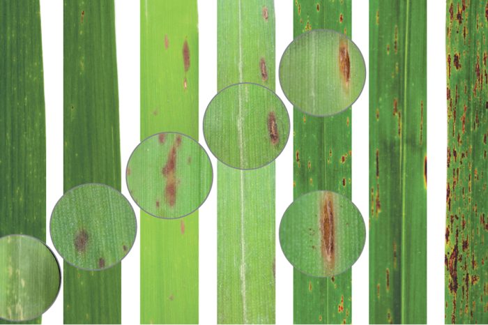 Visual guide for the evaluation of the degree of severity of orange rust and brown rust in sugarcane