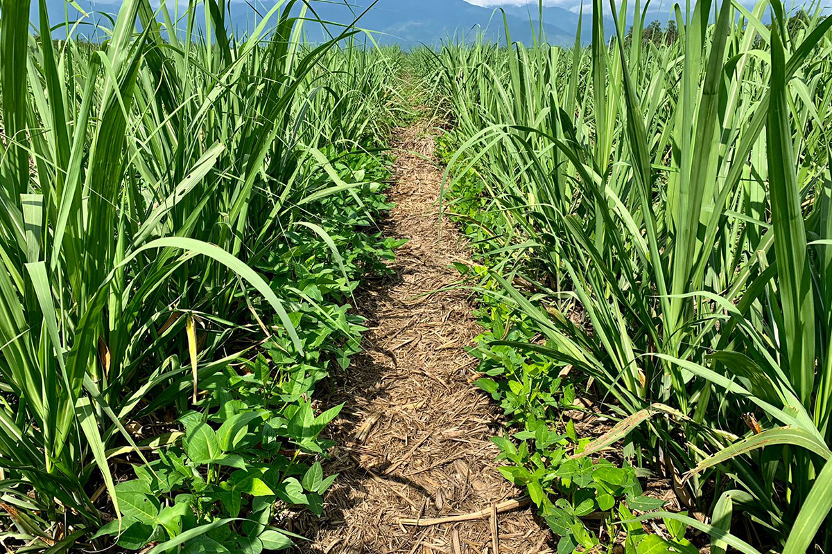 cowpea_cultivation